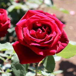 神代植物公園の赤いバラ