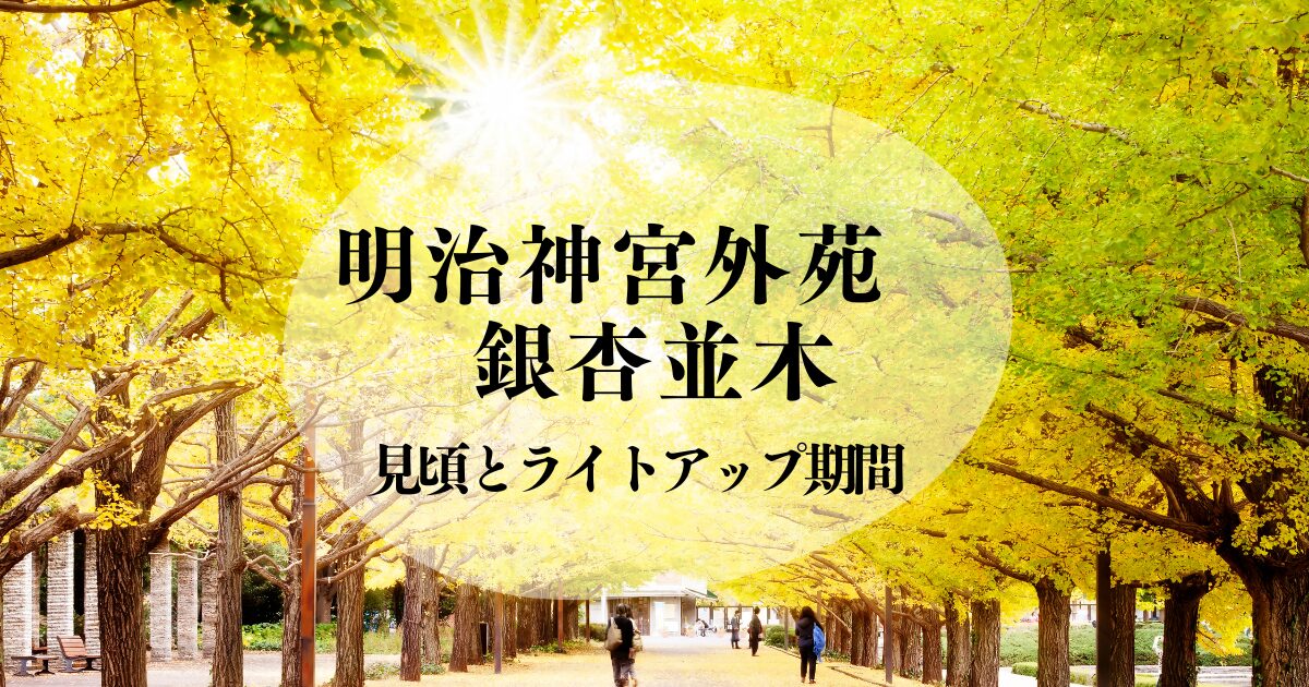 明治神宮外苑の銀杏並木の見頃はいつまで？いちょう祭りやライトアップについて