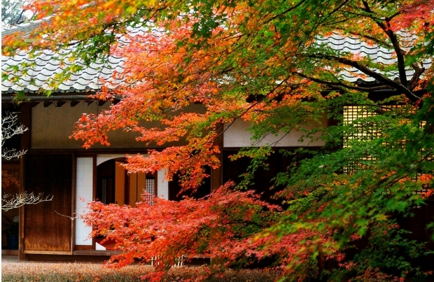 明月院の紅葉