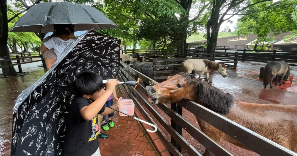 雨の日の大分アフリカンサファリ出動物にエサをあげる